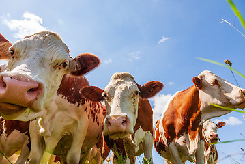 Image showing Red cows in the pasture 