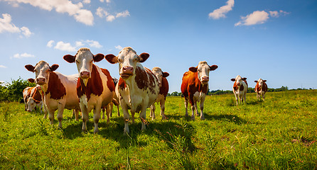 Image showing Red cows in the pasture 