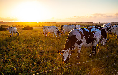 Image showing cows on evening pasture