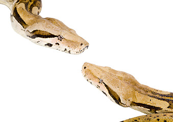 Image showing Boas Meeting