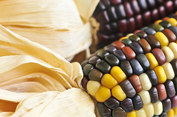 Image showing Indian corn