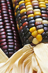 Image showing Indian corn