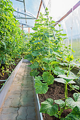 Image showing Greenhouse with cucumbers and tomato plants