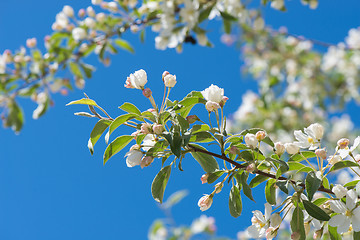 Image showing Prunus bird cherry, macro