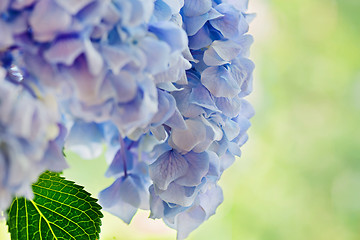 Image showing Soft blue Hydrangea