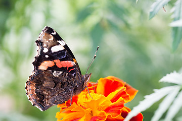 Image showing Colorful orange butterfly