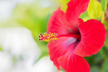 Image showing Tender macro shoot of red hibiscus flowers.