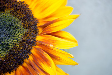 Image showing Macro shot of blooming sunflower