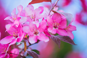 Image showing Pink flowers on the bush. Shallow depth of field.