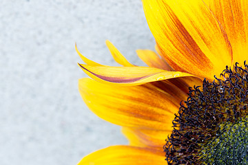 Image showing Macro shot of blooming sunflower