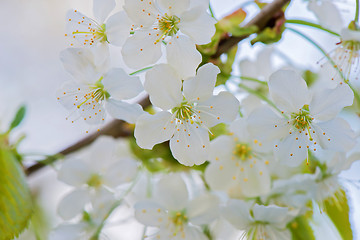 Image showing Blossom of apple tree