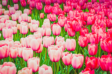 Image showing Pink and red tulips on the flowerbed