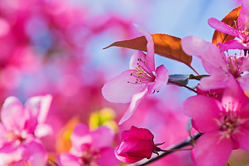 Image showing Pink flowers on the bush. Shallow depth of field.