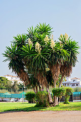 Image showing Yucca plant. White exotic flowers with long green leaves