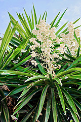 Image showing Yucca plant. White exotic flowers with long green leaves