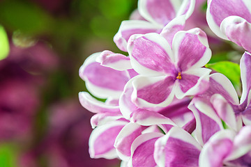 Image showing Macro shot of lilac flowers