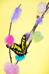 Image showing Tropical butterfly over yellow background