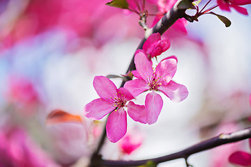 Image showing Pink flowers on the bush. Shallow depth of field.