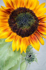 Image showing Blooming sunflower and bud.