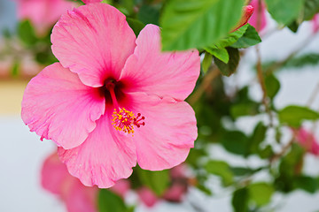 Image showing Tender macro shoot of pink hibiscus flowers.