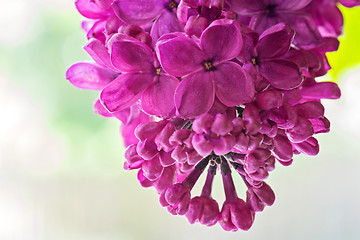 Image showing Macro shot of lilac flowers