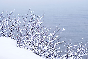 Image showing Snowy trees