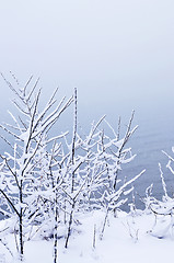 Image showing Snowy trees