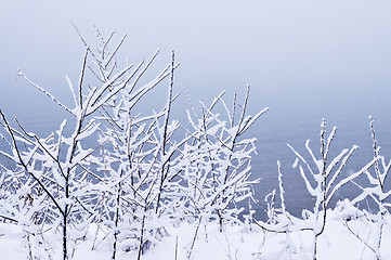 Image showing Snowy trees