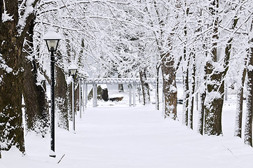 Image showing Lane in winter park