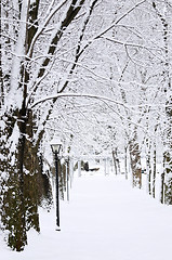 Image showing Lane in winter park