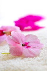 Image showing Gentle flower on luxury towel