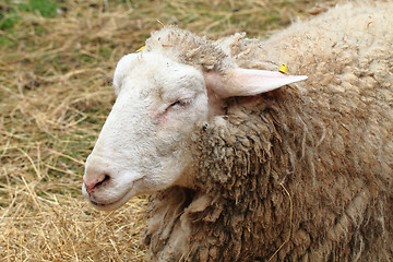 Image showing head of sheep