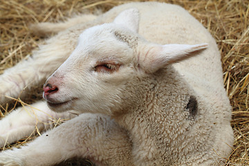 Image showing small lamb is resting 