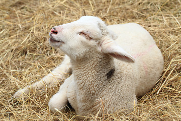 Image showing small lamb is resting 