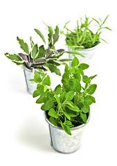 Image showing Fresh herbs