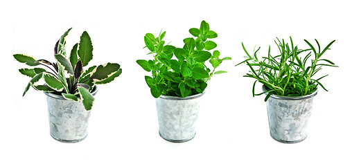 Image showing Fresh herbs