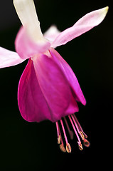 Image showing Fuchsia flower