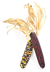 Image showing Indian corn