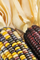 Image showing Indian corn