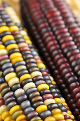 Image showing Indian corn