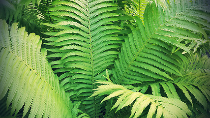 Image showing Green fresh fern branches