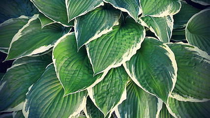 Image showing Green and white leaves of hosta 