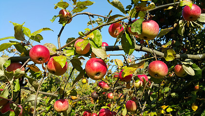 Image showing Branches of an apple-tree with ripe red apples