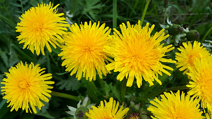 Image showing Bright yellow dandelion flowers