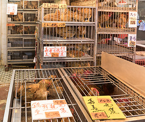 Image showing Chickens in Cages