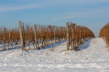 Image showing Vineyard Winter Snow