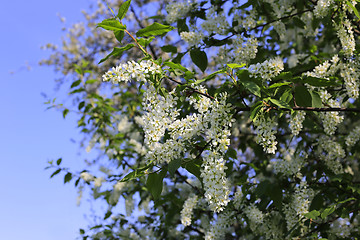 Image showing Spring branches of flowering bird cherry