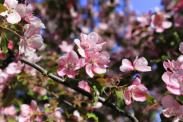 Image showing Branches of spring tree with beautiful pink flowers 