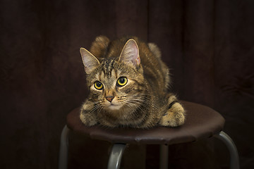 Image showing Pretty kitten with big beautiful eyes posing on stool