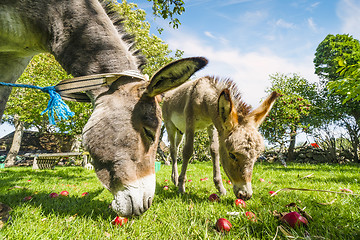 Image showing Two donkeys eating red apples in an idyllic garden